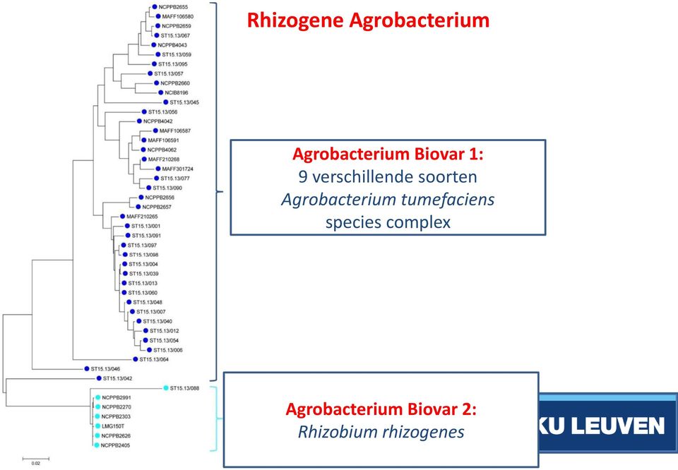 complex Agrobacterium tumefaciens species complex Incl.