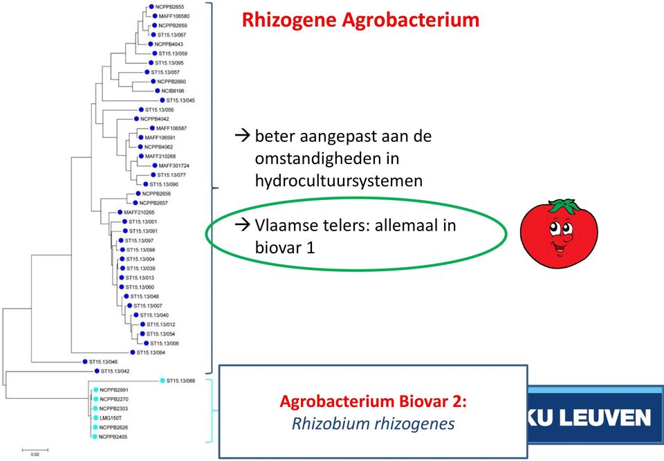 tumefaciens species complex Incl.