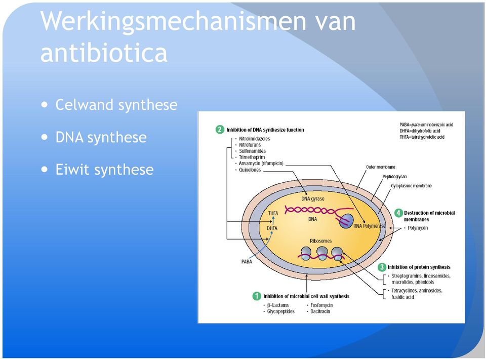 Celwand synthese