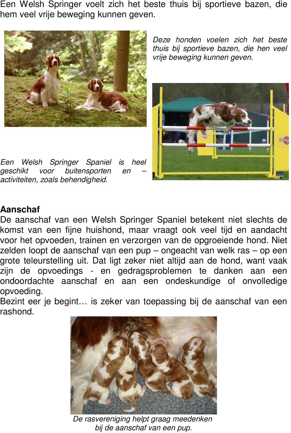 Een Welsh Springer Spaniel is heel geschikt voor buitensporten en activiteiten, zoals behendigheid.