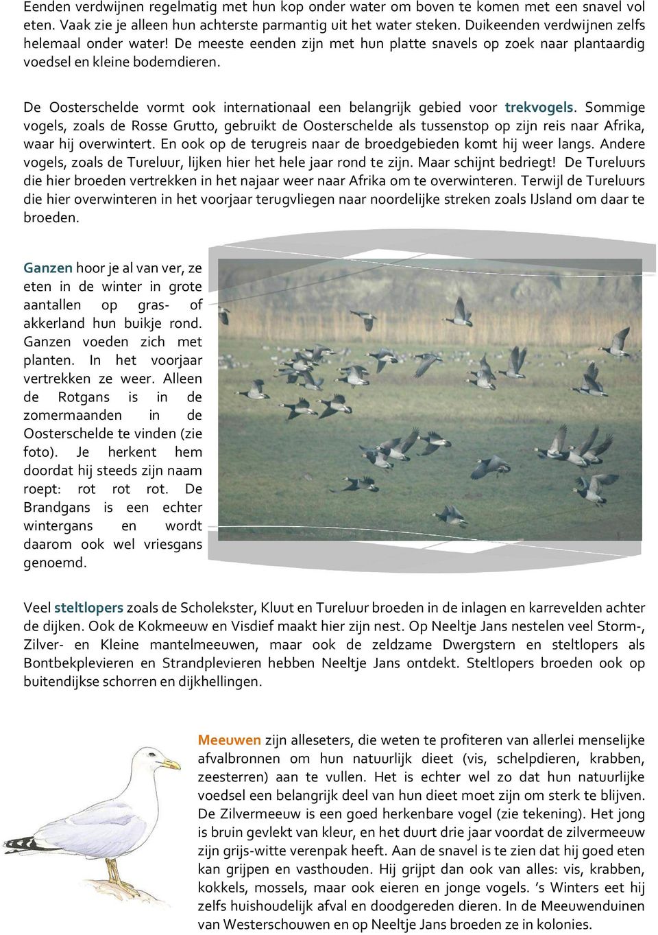 De Oosterschelde vormt ook internationaal een belangrijk gebied voor trekvogels.
