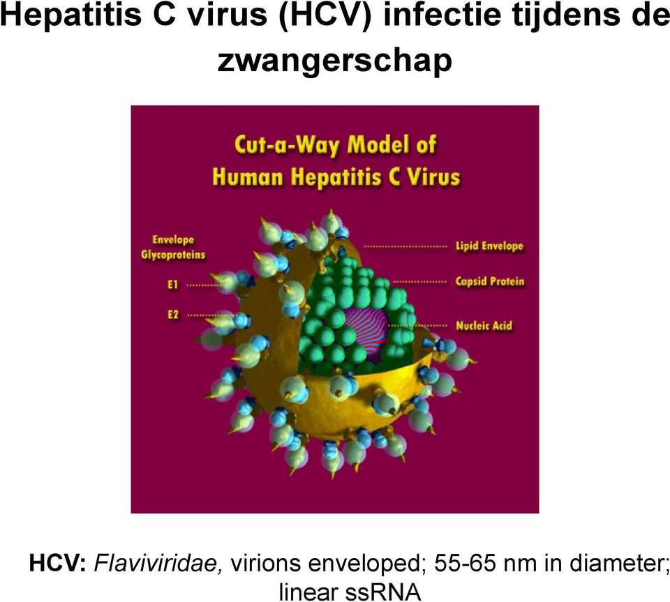 Flaviviridae, virions enveloped;