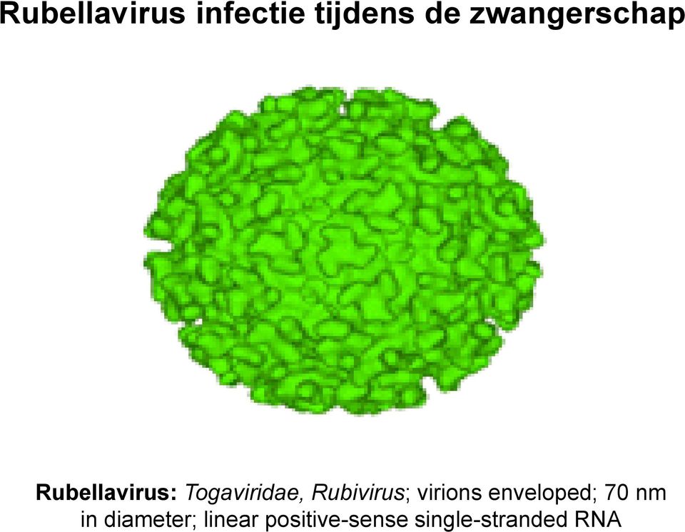 Rubivirus; virions enveloped; 70 nm in