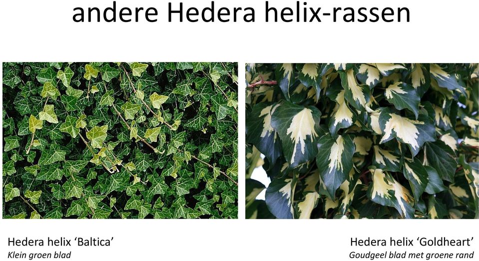 groen blad Hedera helix