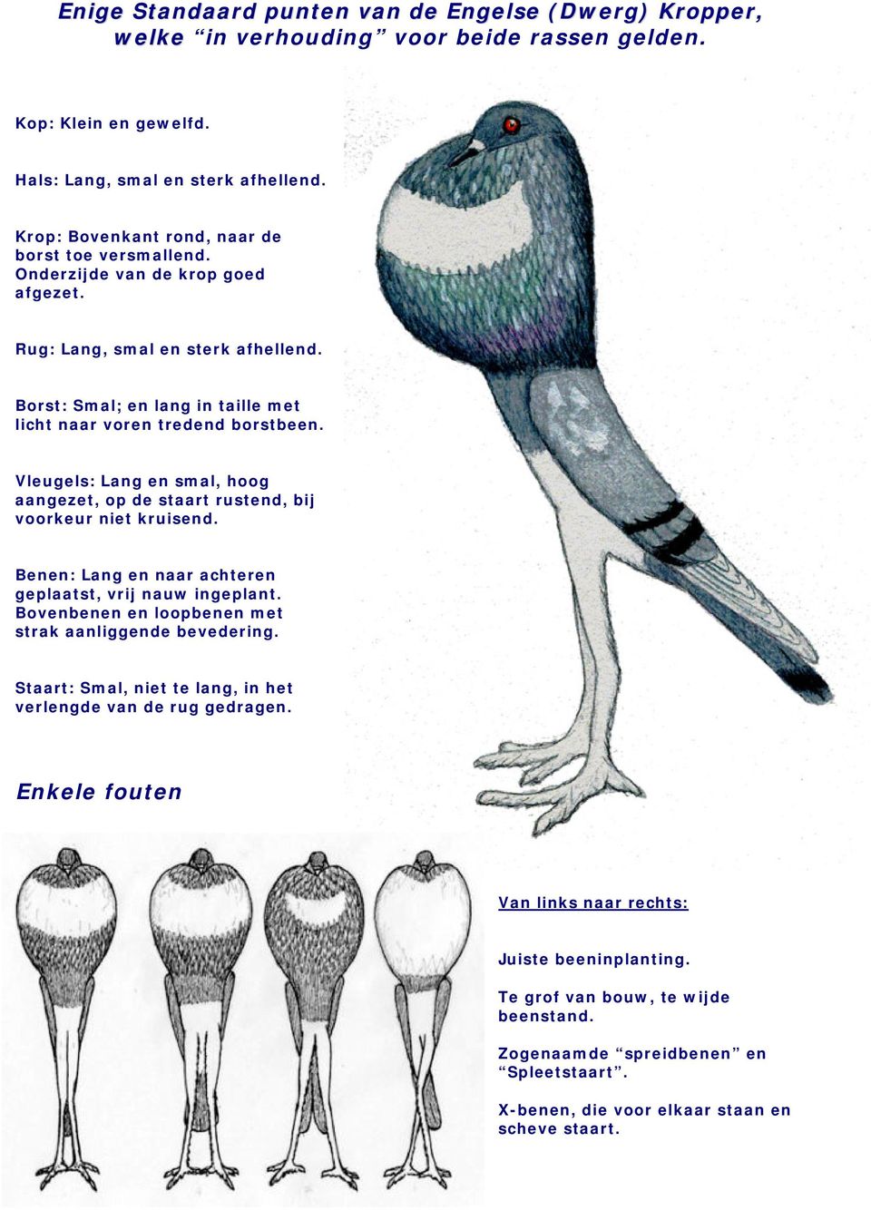 Vleugels: Lang en smal, hoog aangezet, op de staart rustend, bij voorkeur niet kruisend. Benen: Lang en naar achteren geplaatst, vrij nauw ingeplant.