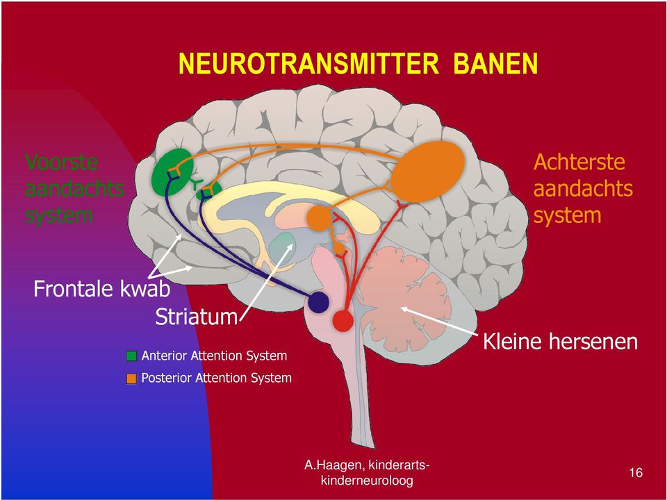 kwab Striatum Anterior Attention System