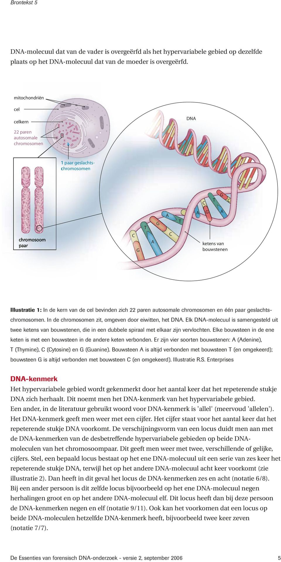 autosomale chromosomen en één paar geslachtschromosomen. In de chromosomen zit, omgeven door eiwitten, het DN.
