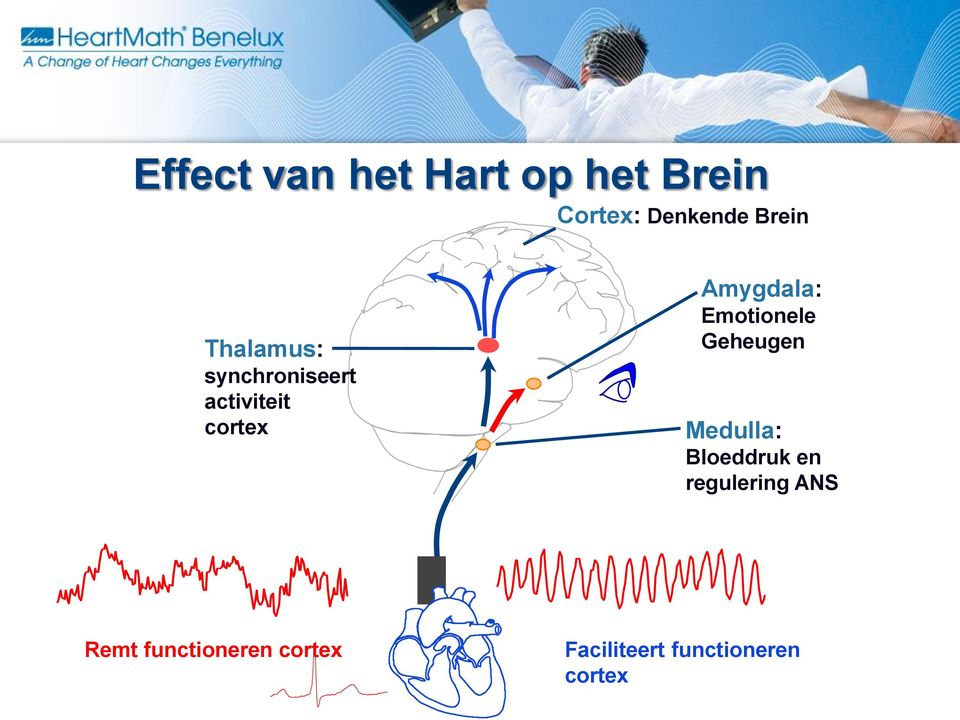 Emotionele Geheugen Medulla: Bloeddruk en regulering