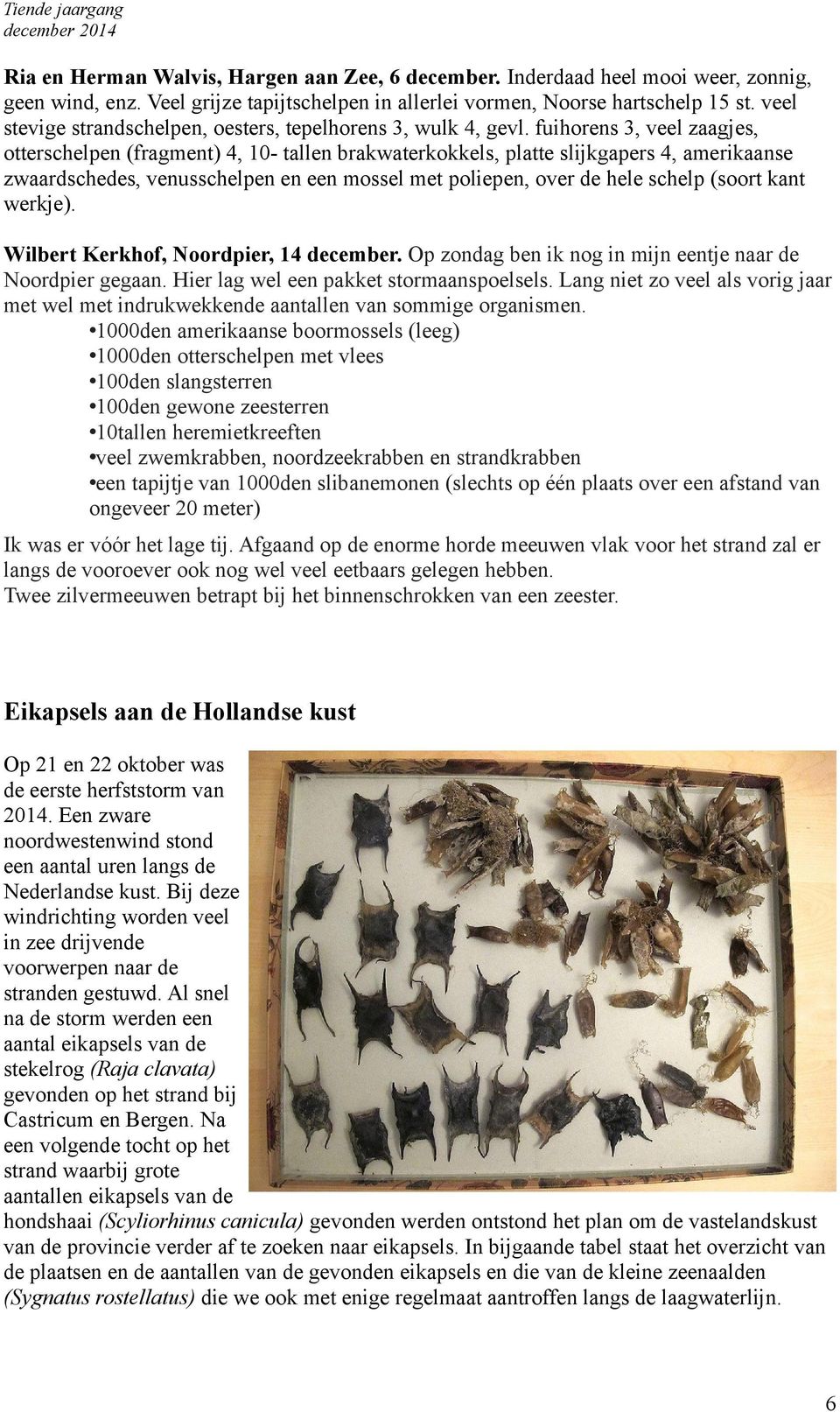 fuihorens 3, veel zaagjes, otterschelpen (fragment) 4, 0- tallen brakwaterkokkels, platte slijkgapers 4, amerikaanse zwaardschedes, venusschelpen en een mossel met poliepen, over de hele schelp