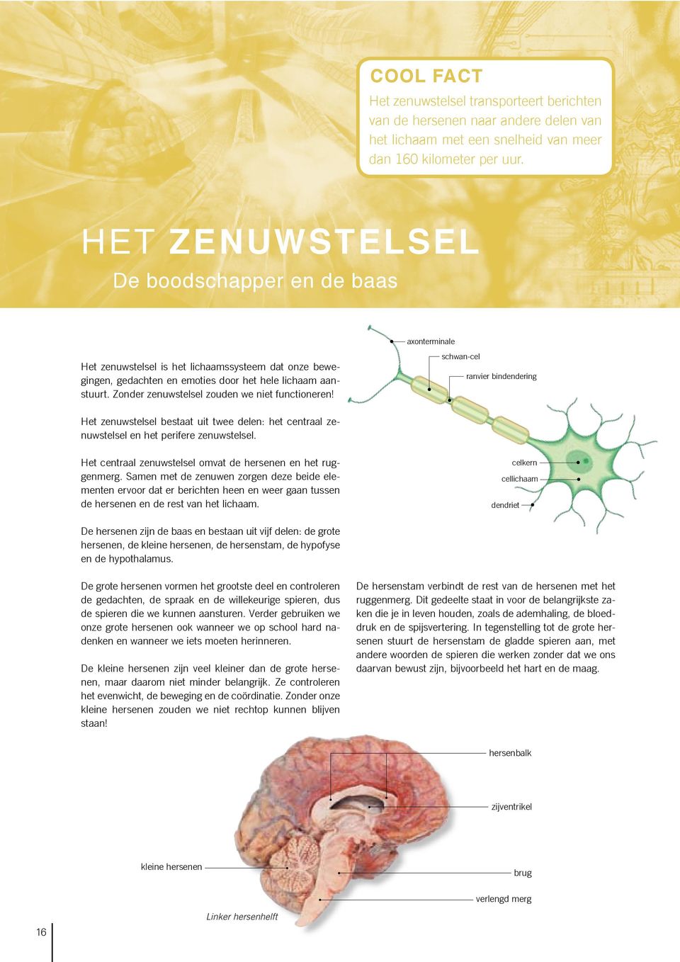 Zonder zenuwstelsel zouden we niet functioneren! axonterminale schwan-cel ranvier bindendering Het zenuwstelsel bestaat uit twee delen: het centraal zenuwstelsel en het perifere zenuwstelsel.