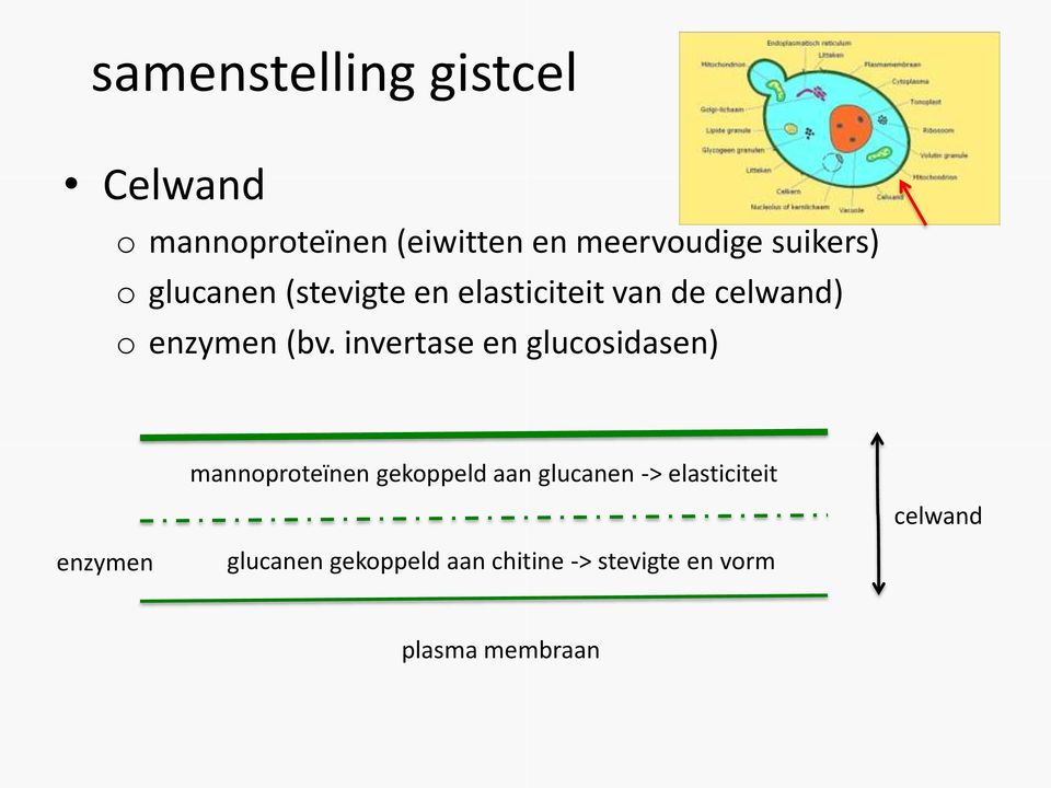 invertase en glucosidasen) mannoproteïnen gekoppeld aan glucanen ->
