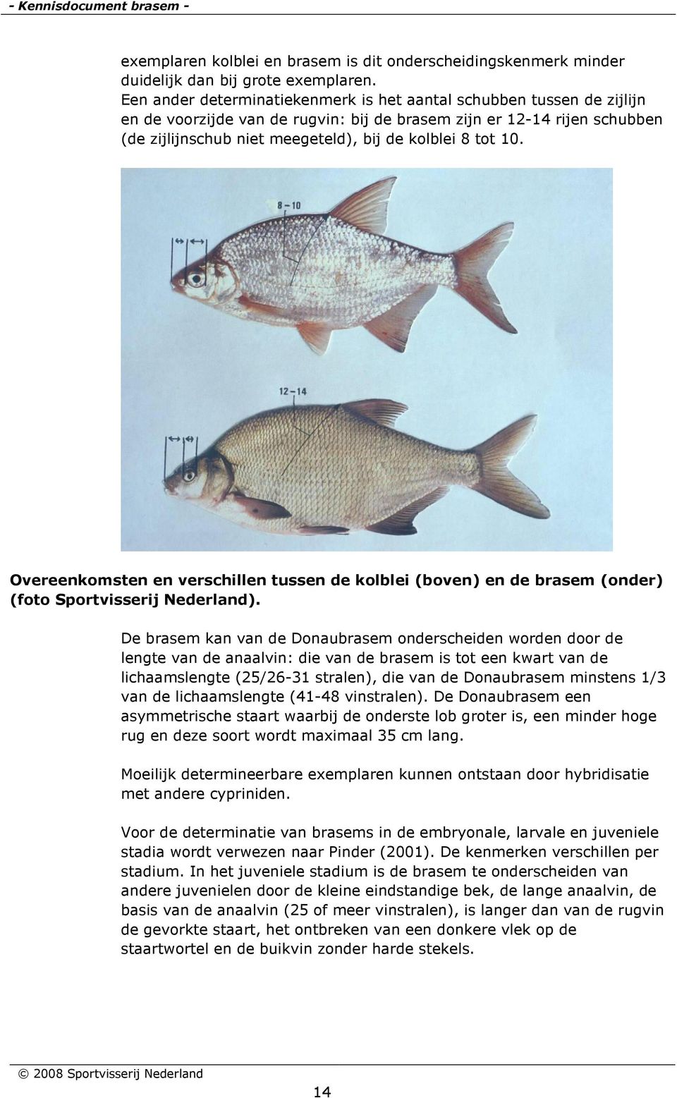 10. Overeenkomsten en verschillen tussen de kolblei (boven) en de brasem (onder) (foto Sportvisserij Nederland).