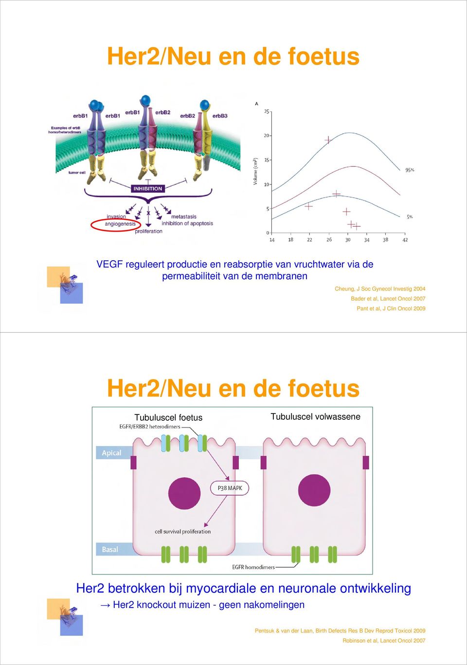 Tubuluscel foetus Tubuluscel volwassene Her2 betrokken bij myocardiale en neuronale ontwikkeling Her2 knockout muizen