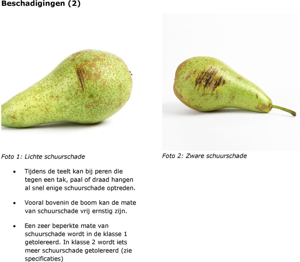 Vooral bovenin de boom kan de mate van schuurschade vrij ernstig zijn.