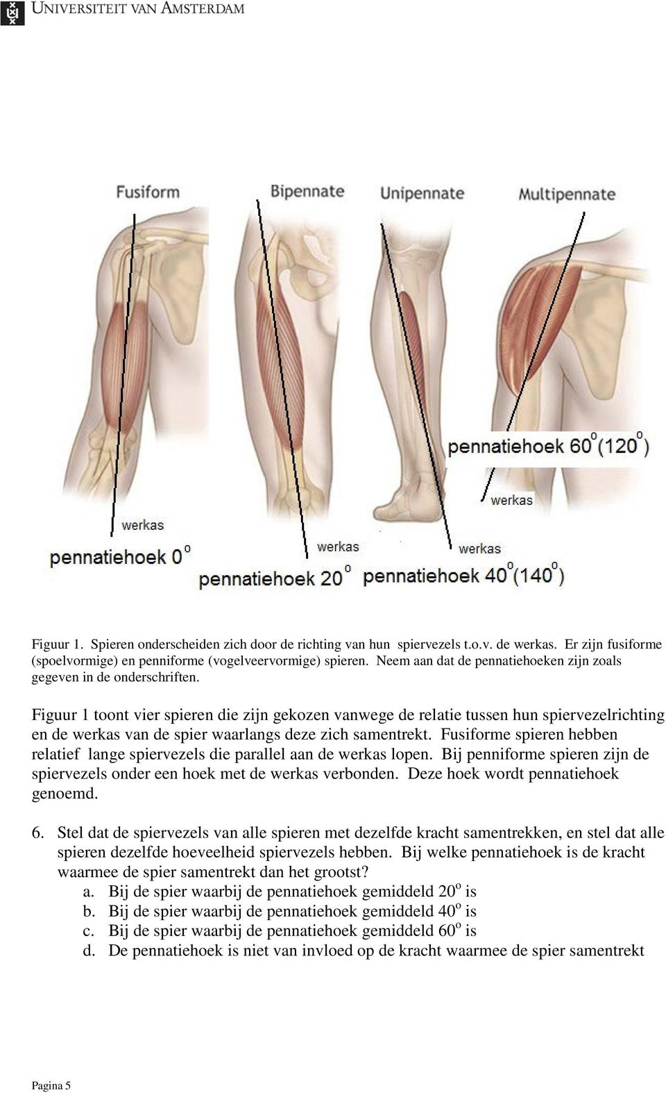 Figuur 1 toont vier spieren die zijn gekozen vanwege de relatie tussen hun spiervezelrichting en de werkas van de spier waarlangs deze zich samentrekt.