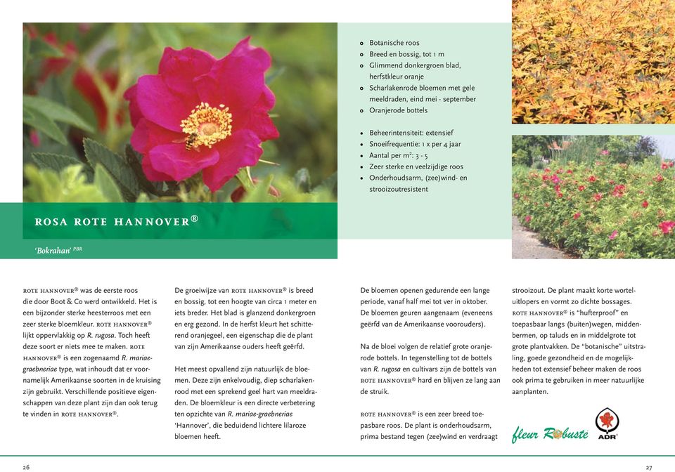 De groeiwijze van rote hannover is breed De bloemen openen gedurende een lange strooizout. De plant maakt korte wortel die door Boot & Co werd ontwikkeld.