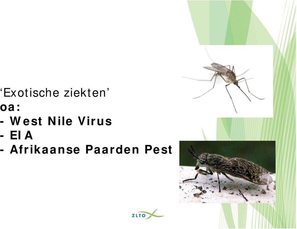 Virus -EIA -