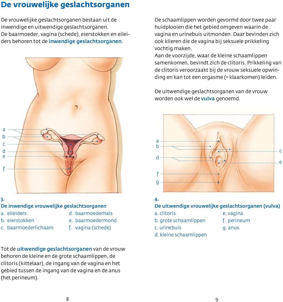 De schaamlippen worden gevormd door twee paar huidplooien die het gebied omgeven waarin de vagina en urinebuis uitmonden.