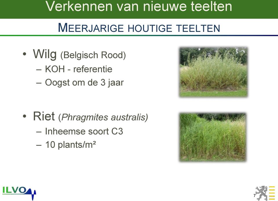 referentie Oogst om de 3 jaar Riet