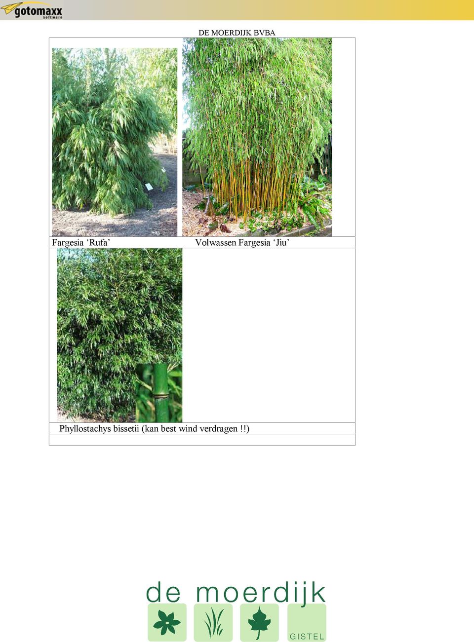 Jiu Phyllostachys