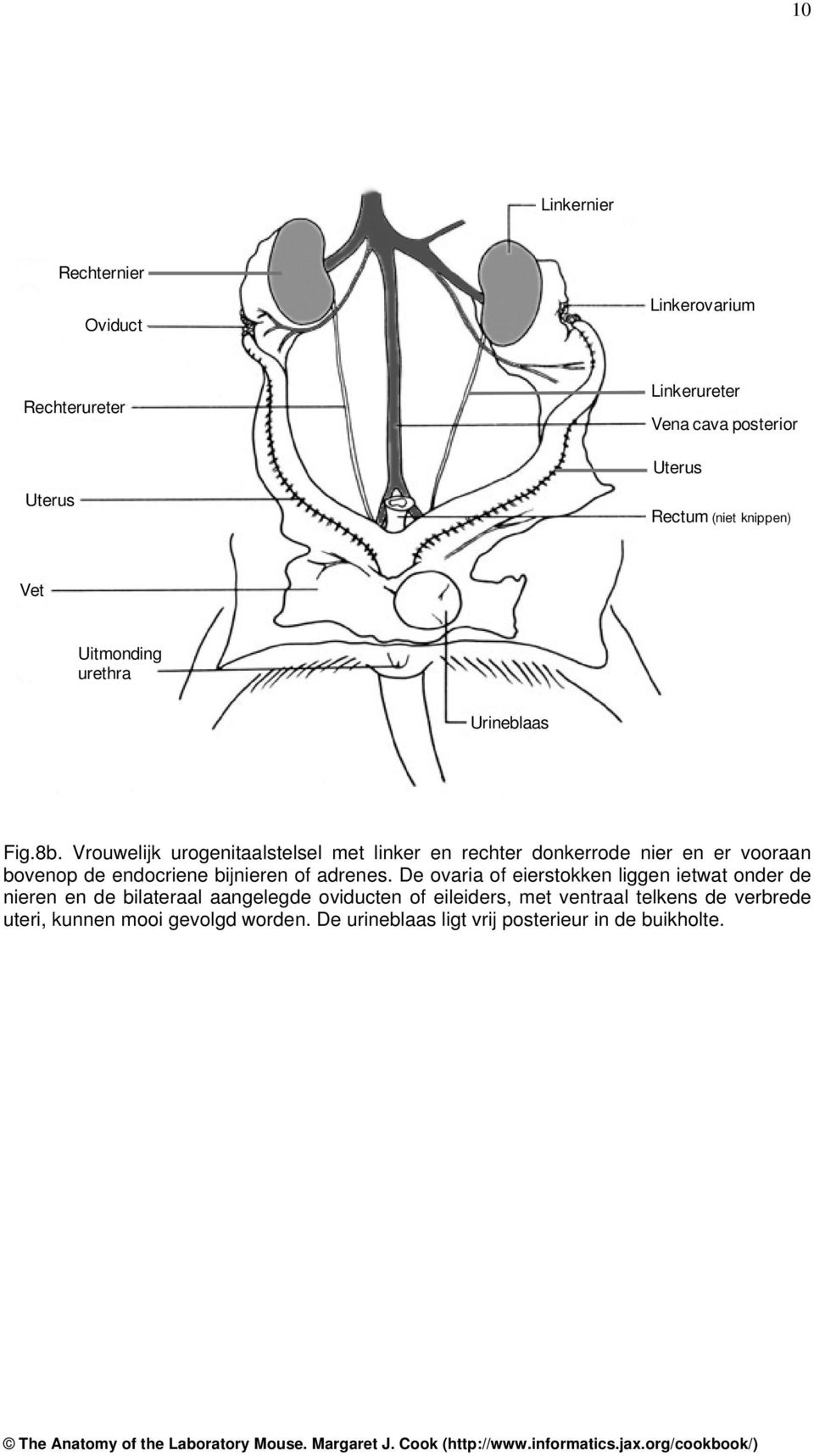 Vrouwelijk urogenitaalstelsel met linker en rechter donkerrode nier en er vooraan bovenop de endocriene bijnieren of adrenes.