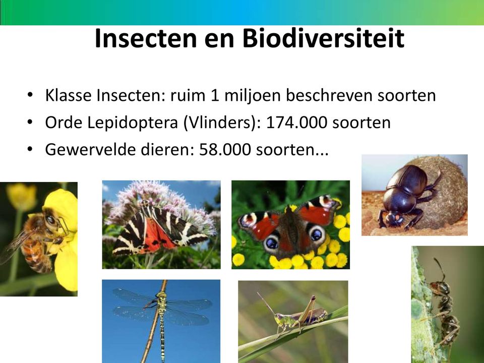 soorten Orde Lepidoptera (Vlinders):