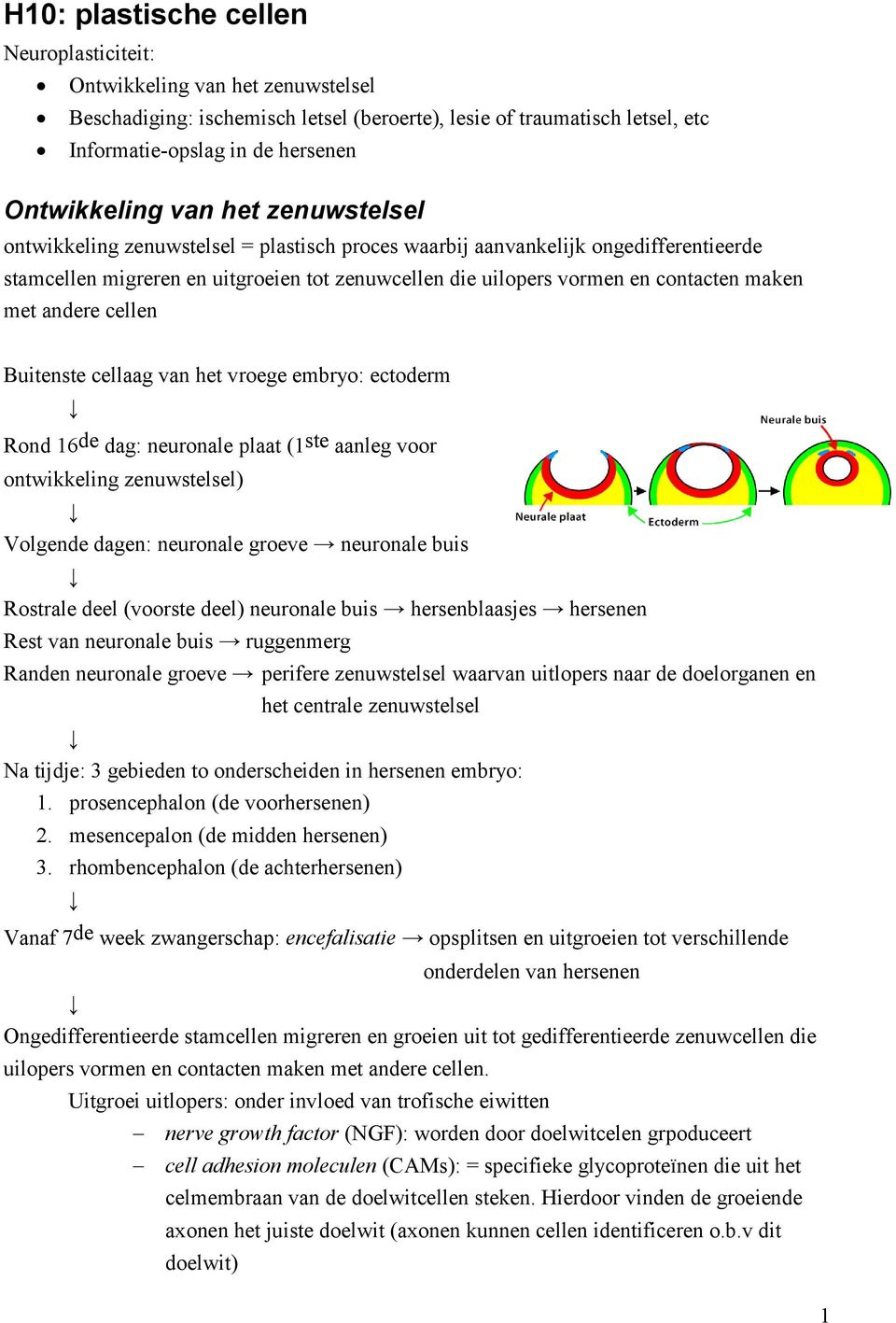 andere cellen Buitenste cellaag van het vroege embryo: ectoderm Rond 16 de dag: neuronale plaat (1 ste aanleg voor ontwikkeling zenuwstelsel) Volgende dagen: neuronale groeve neuronale buis Rostrale