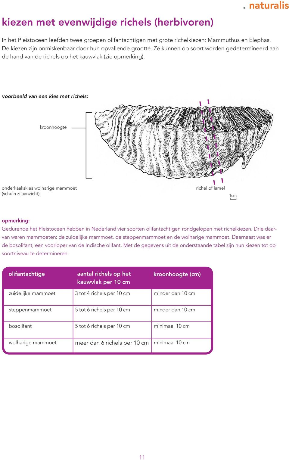 voorbeeld van een kies met richels: kroonhoogte onderkaakskies wolharige mammoet (schuin zijaanzicht) richel of lamel Gedurende het Pleistoceen hebben in Nederland vier soorten olifantachtigen