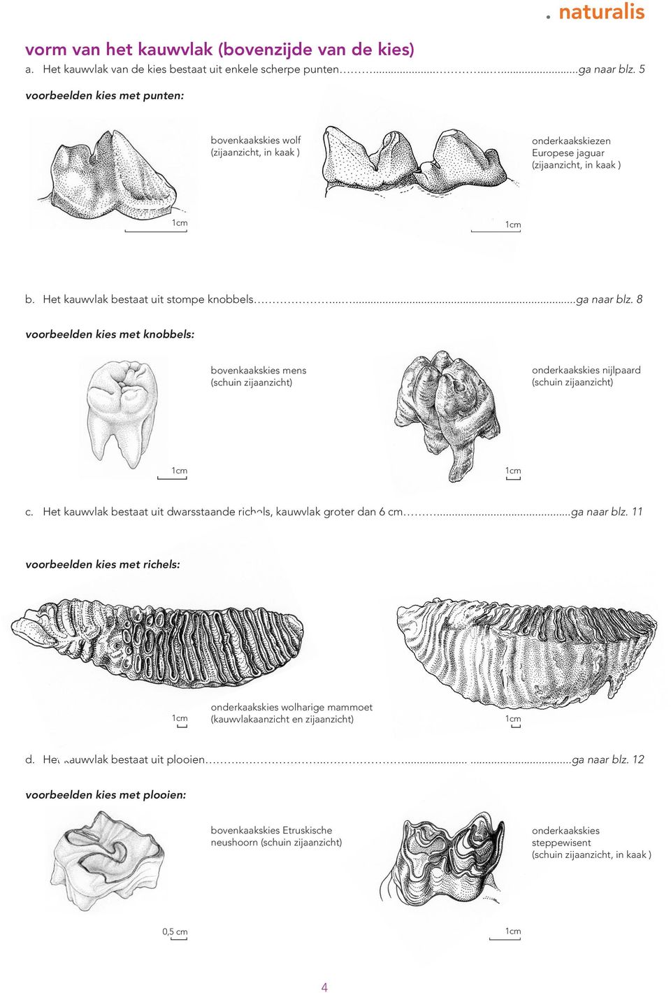 8 voorbeelden kies met knobbels: bovenkaakskies mens (schuin zijaanzicht) onderkaakskies nijlpaard (schuin zijaanzicht) c. Het kauwvlak bestaat uit dwarsstaande richels, kauwvlak groter dan 6 cm.