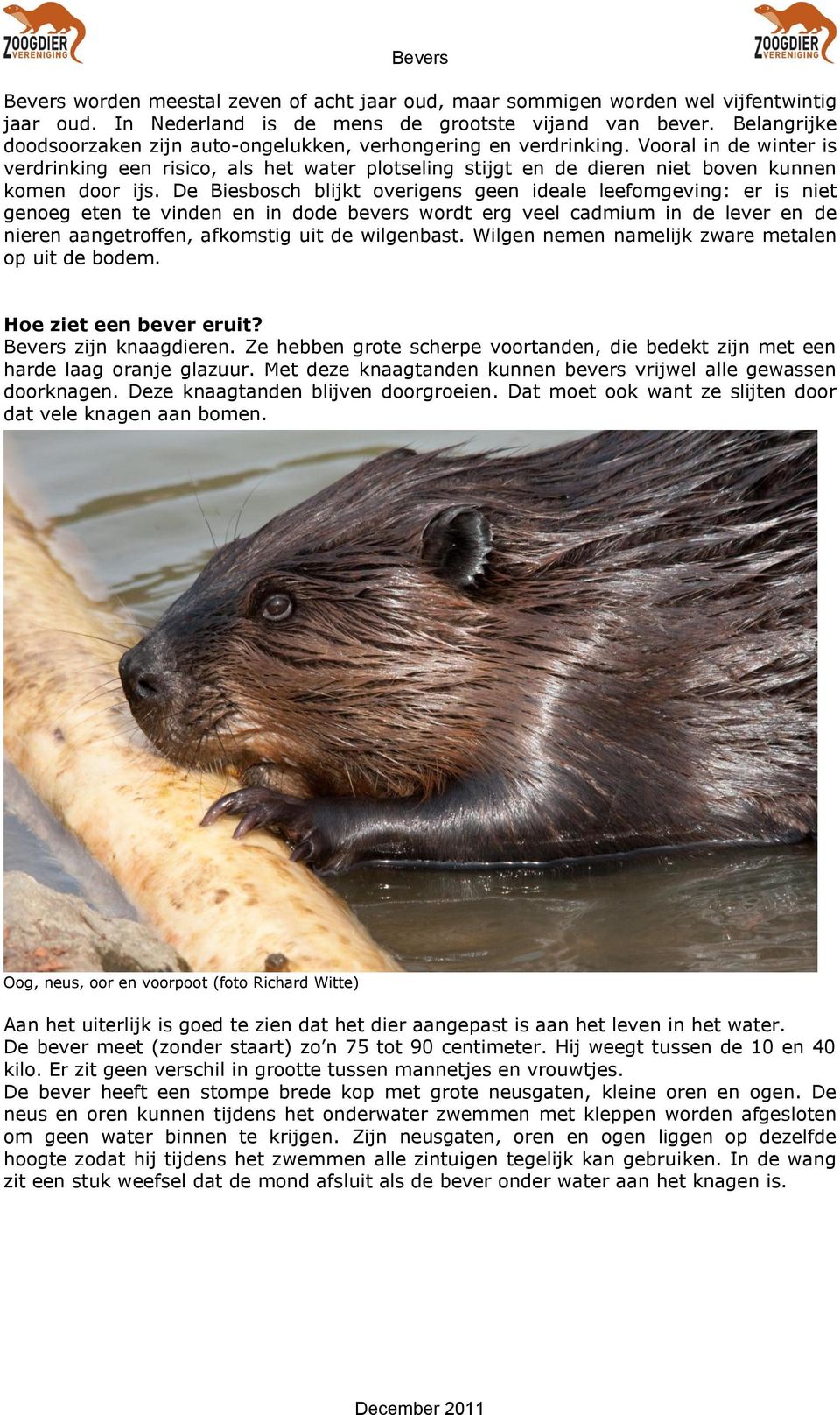 Vooral in de winter is verdrinking een risico, als het water plotseling stijgt en de dieren niet boven kunnen komen door ijs.