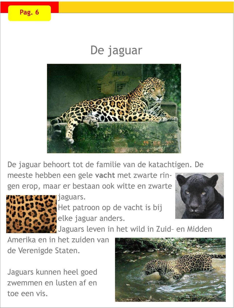 jaguars. Het patroon op de vacht is bij elke jaguar anders.