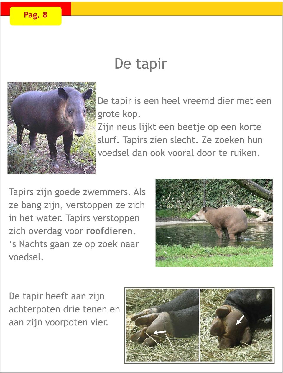 Ze zoeken hun voedsel dan ook vooral door te ruiken. Tapirs zijn goede zwemmers.