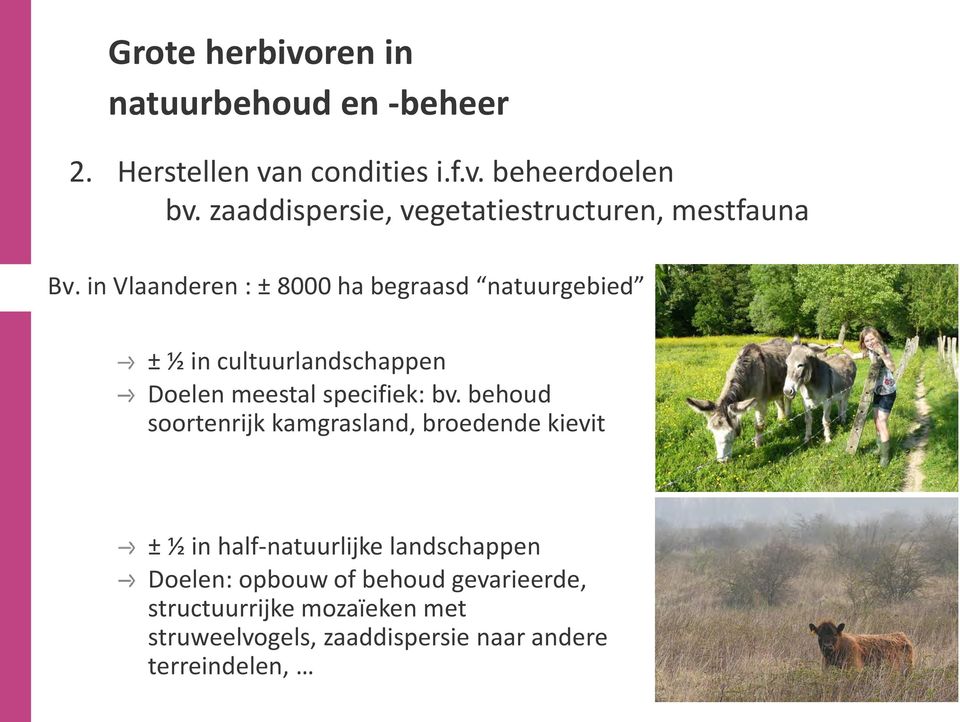 in Vlaanderen : ± 8000 ha begraasd natuurgebied ± ½ in cultuurlandschappen Doelen meestal specifiek: bv.