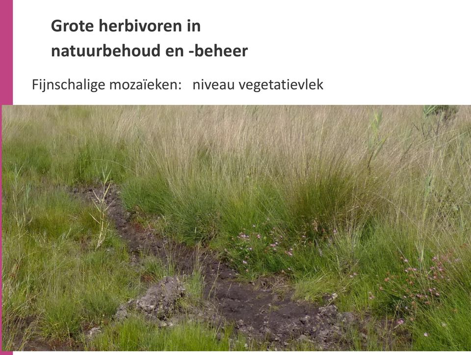 -beheer Fijnschalige