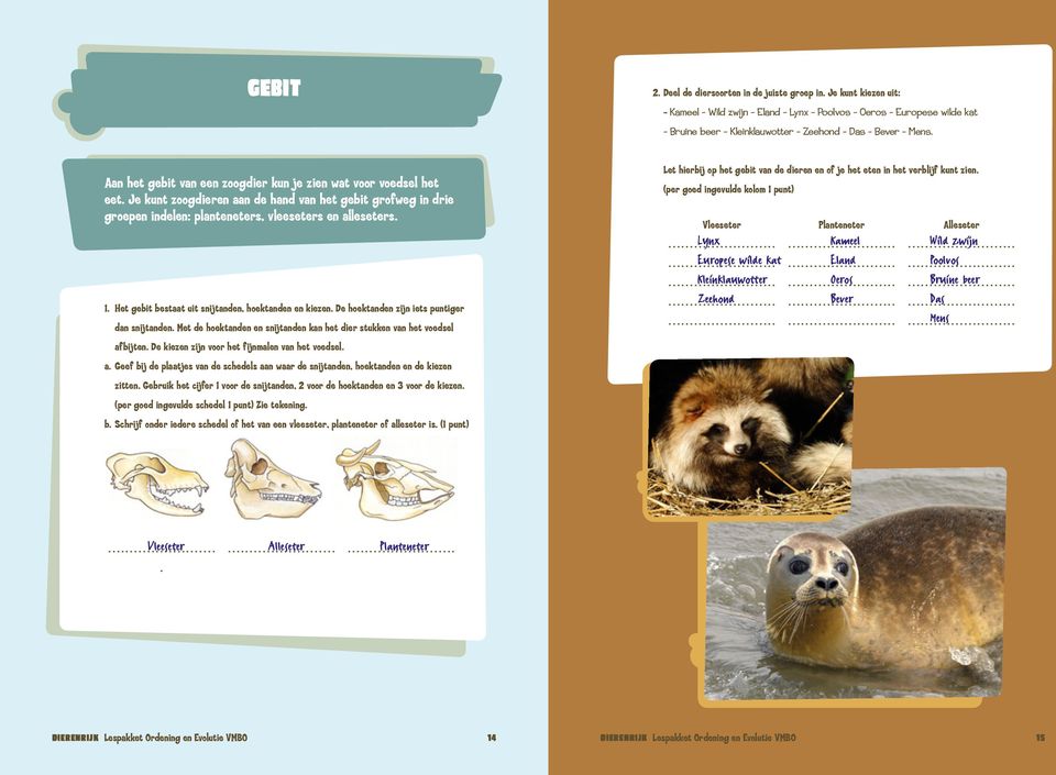 Het gebit bestaat uit snijtanden, hoektanden en kiezen. De hoektanden zijn iets puntiger dan snijtanden. Met de hoektanden en snijtanden kan het dier stukken van het voedsel afbijten.