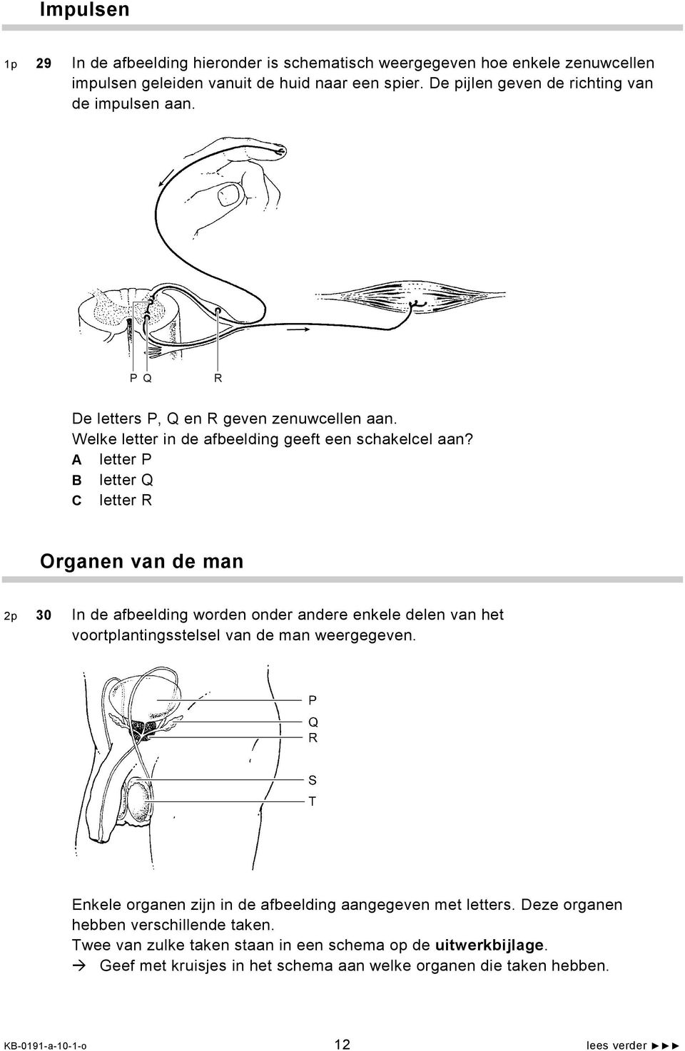 A letter P B letter Q C letter R Organen van de man 2p 30 In de afbeelding worden onder andere enkele delen van het voortplantingsstelsel van de man weergegeven.