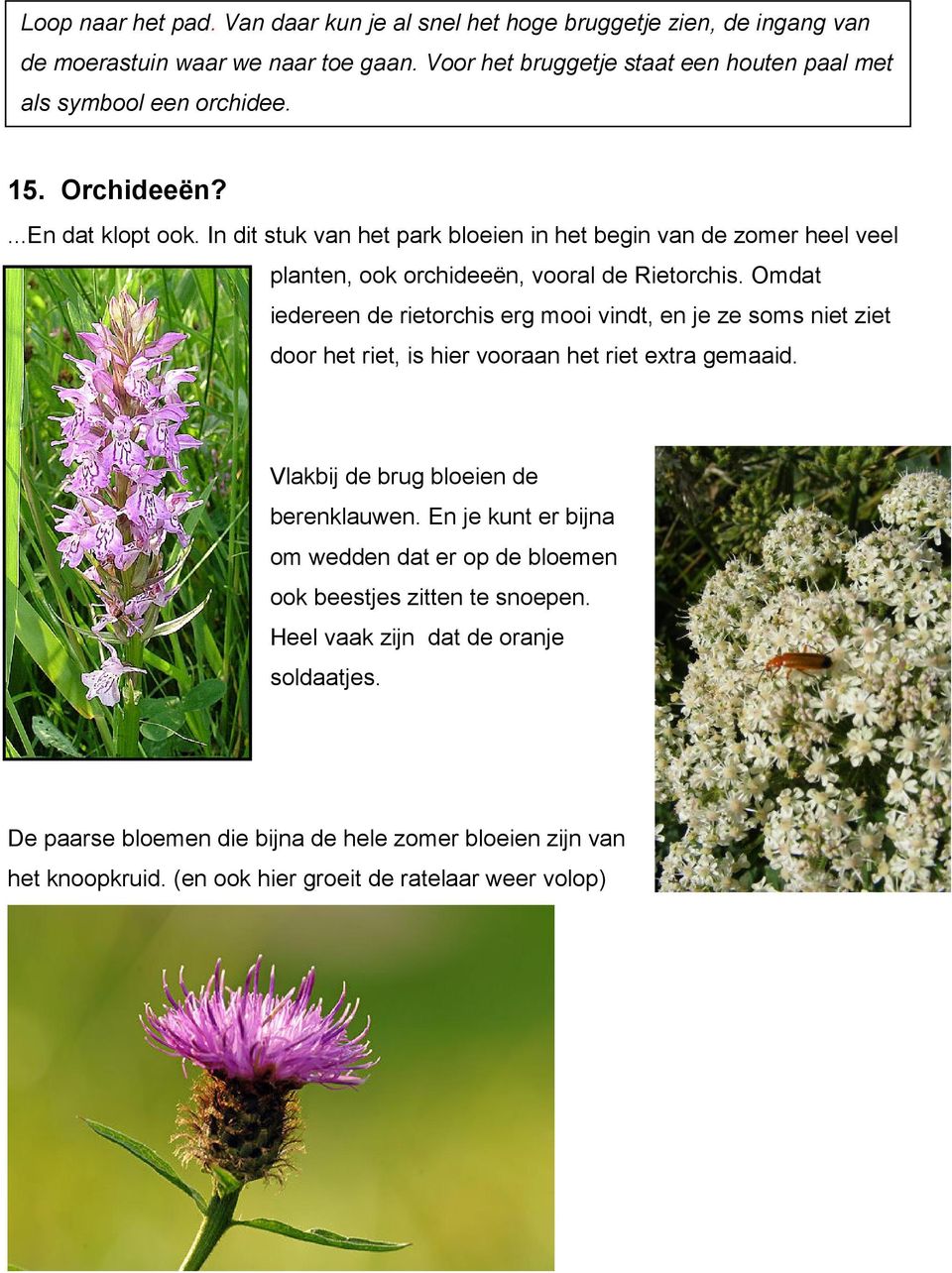 In dit stuk van het park bloeien in het begin van de zomer heel veel planten, ook orchideeën, vooral de Rietorchis.