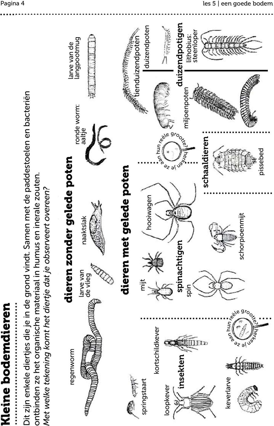 regenworm dieren zonder gelede poten larve van de vlieg naaktslak ronde worm: aaltje larve van de langpootmug springstaart loopkever kortschildkever mijt insekten