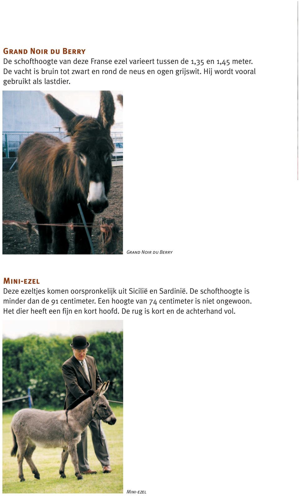 Grand Noir du Berry Mini-ezel Deze ezeltjes komen oorspronkelijk uit Sicilië en Sardinië.