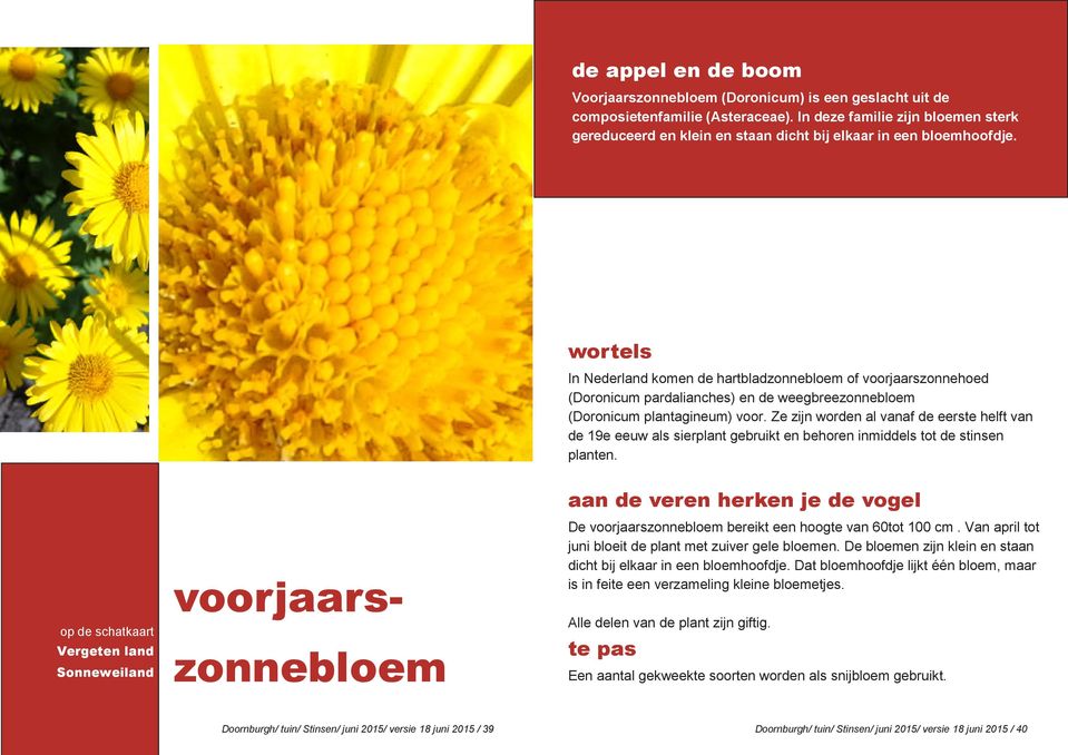 In Nederland komen de hartbladzonnebloem of voorjaarszonnehoed (Doronicum pardalianches) en de weegbreezonnebloem (Doronicum plantagineum) voor.