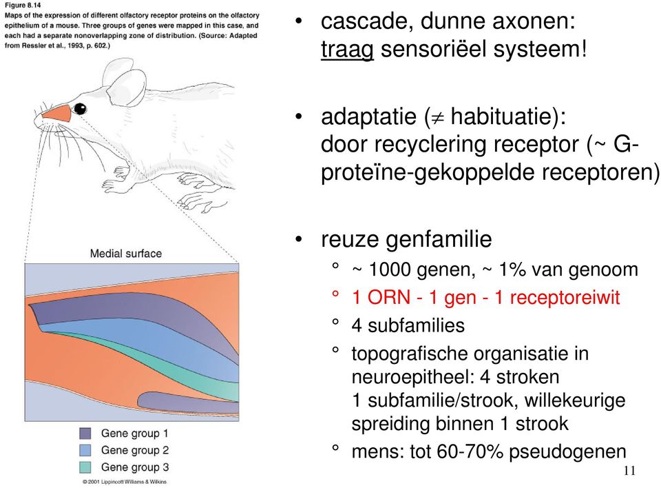 reuze genfamilie ~ 1000 genen, ~ 1% van genoom 1 ORN - 1 gen - 1 receptoreiwit 4 subfamilies