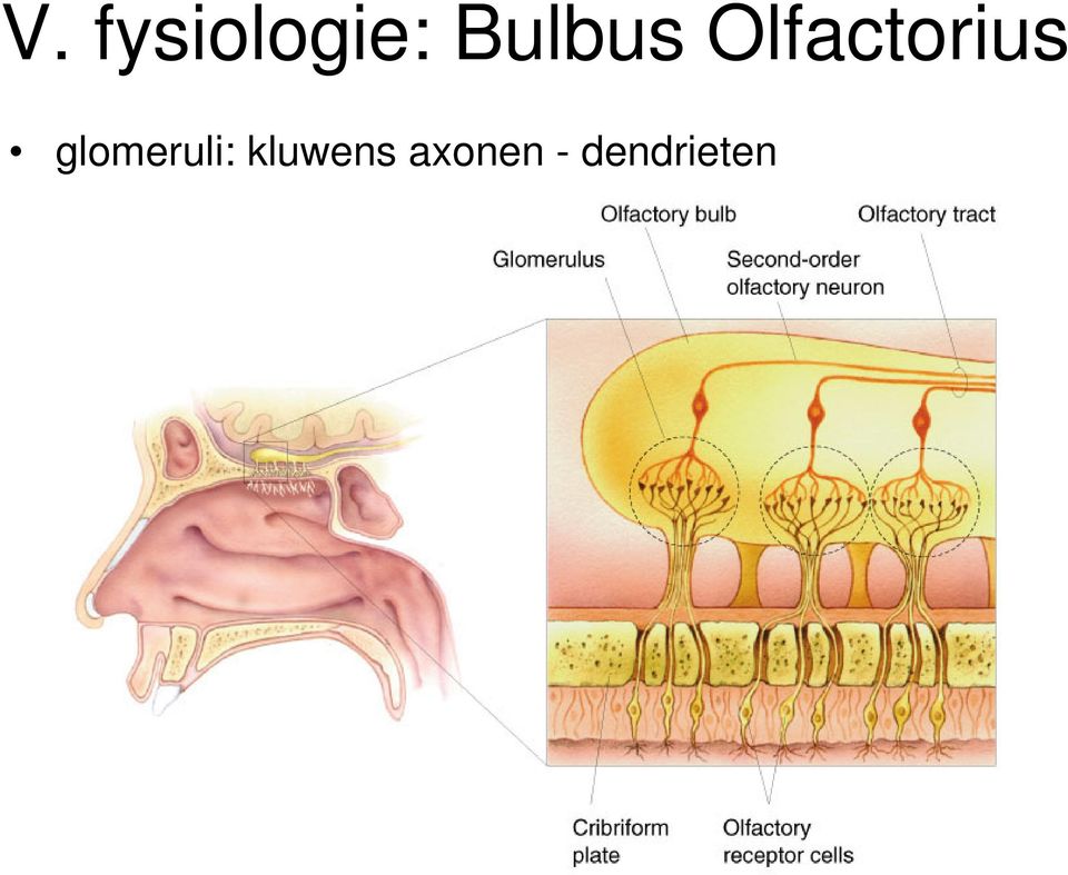 glomeruli: kluwens