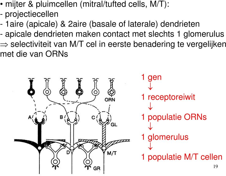 slechts 1 glomerulus selectiviteit van M/T cel in eerste benadering te vergelijken