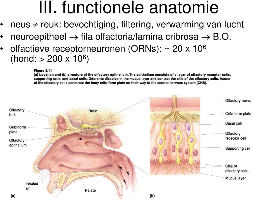 olfactoria/lamina cribrosa B.O.