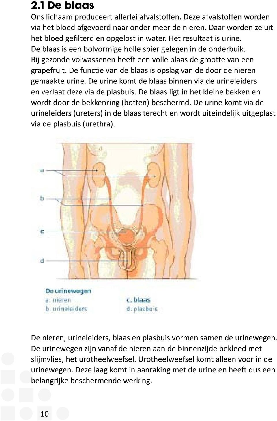 De functie van de blaas is opslag van de door de nieren gemaakte urine. De urine komt de blaas binnen via de urineleiders en verlaat deze via de plasbuis.
