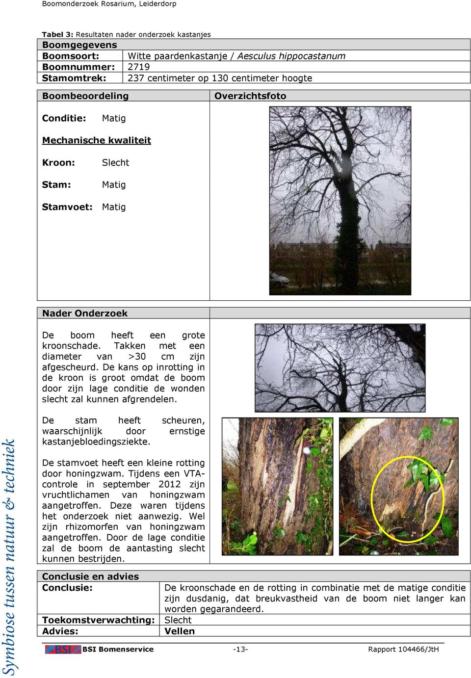 Takken met een diameter van >30 cm zijn afgescheurd. De kans op inrotting in de kroon is groot omdat de boom door zijn lage conditie de wonden slecht zal kunnen afgrendelen.