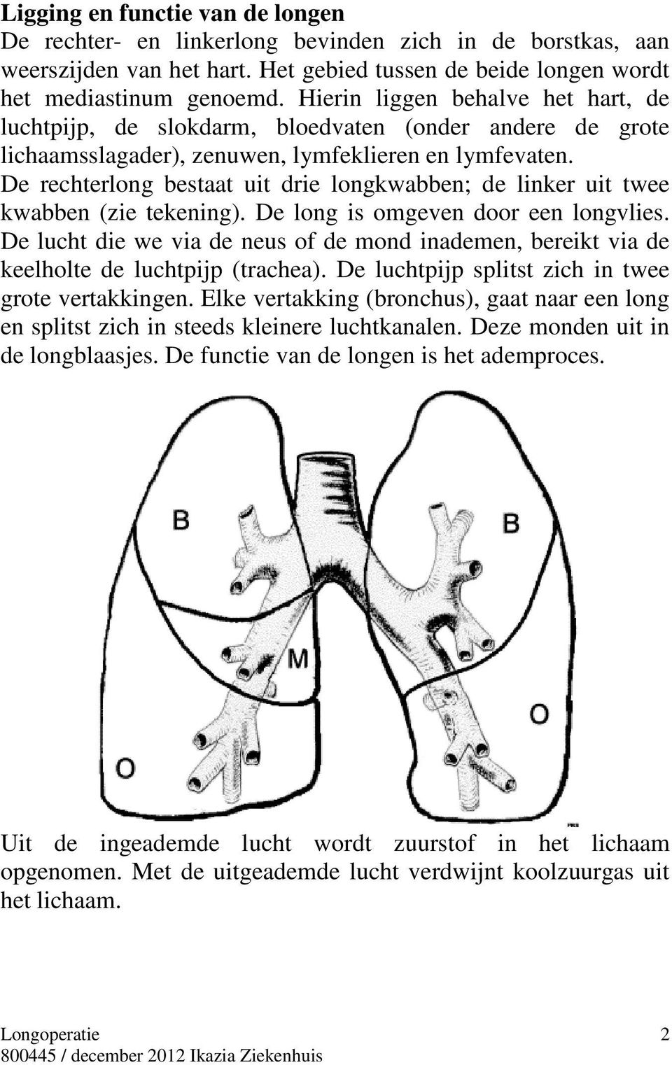 De rechterlong bestaat uit drie longkwabben; de linker uit twee kwabben (zie tekening). De long is omgeven door een longvlies.