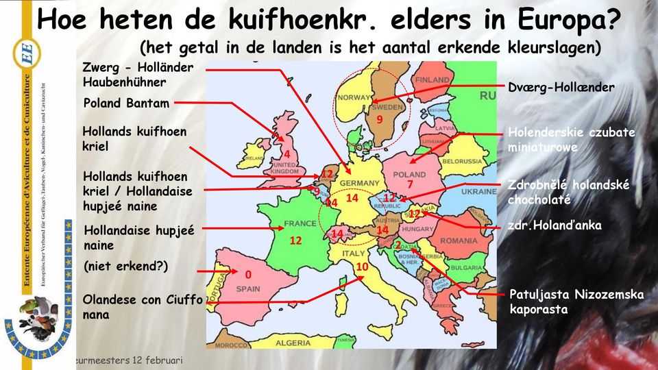 erkende kleurslagen) 4 9 Dværg-Hollænder Holenderskie czubate miniaturowe Hollands kuifhoen kriel / Hollandaise