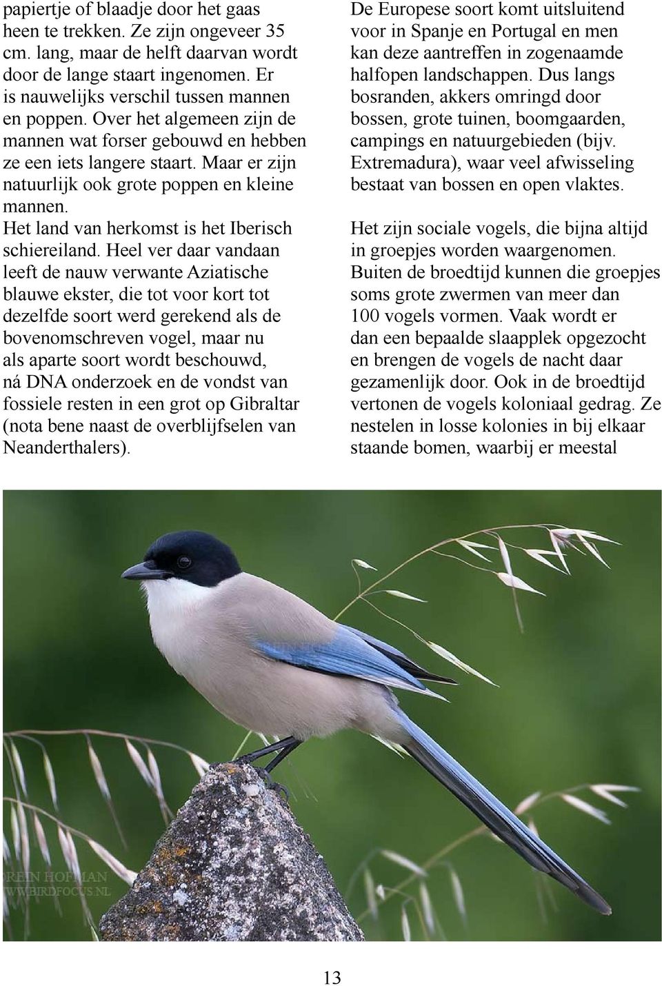 Heel ver daar vandaan leeft de nauw verwante Aziatische blauwe ekster, die tot voor kort tot dezelfde soort werd gerekend als de bovenomschreven vogel, maar nu als aparte soort wordt beschouwd, ná