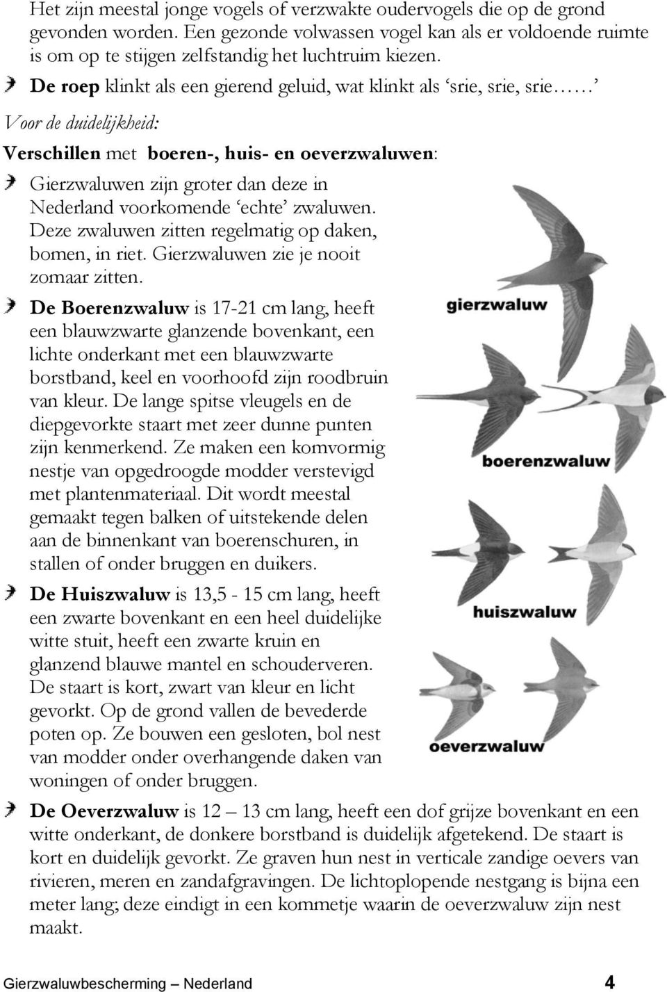 voorkomende echte zwaluwen. Deze zwaluwen zitten regelmatig op daken, bomen, in riet. Gierzwaluwen zie je nooit zomaar zitten.